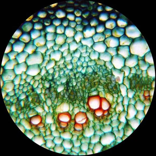 AmScope M158 Series Biology Science Student Compound Microscope 40X-1000X Magnification with USB Digital Camera and Slide Preparation Kit