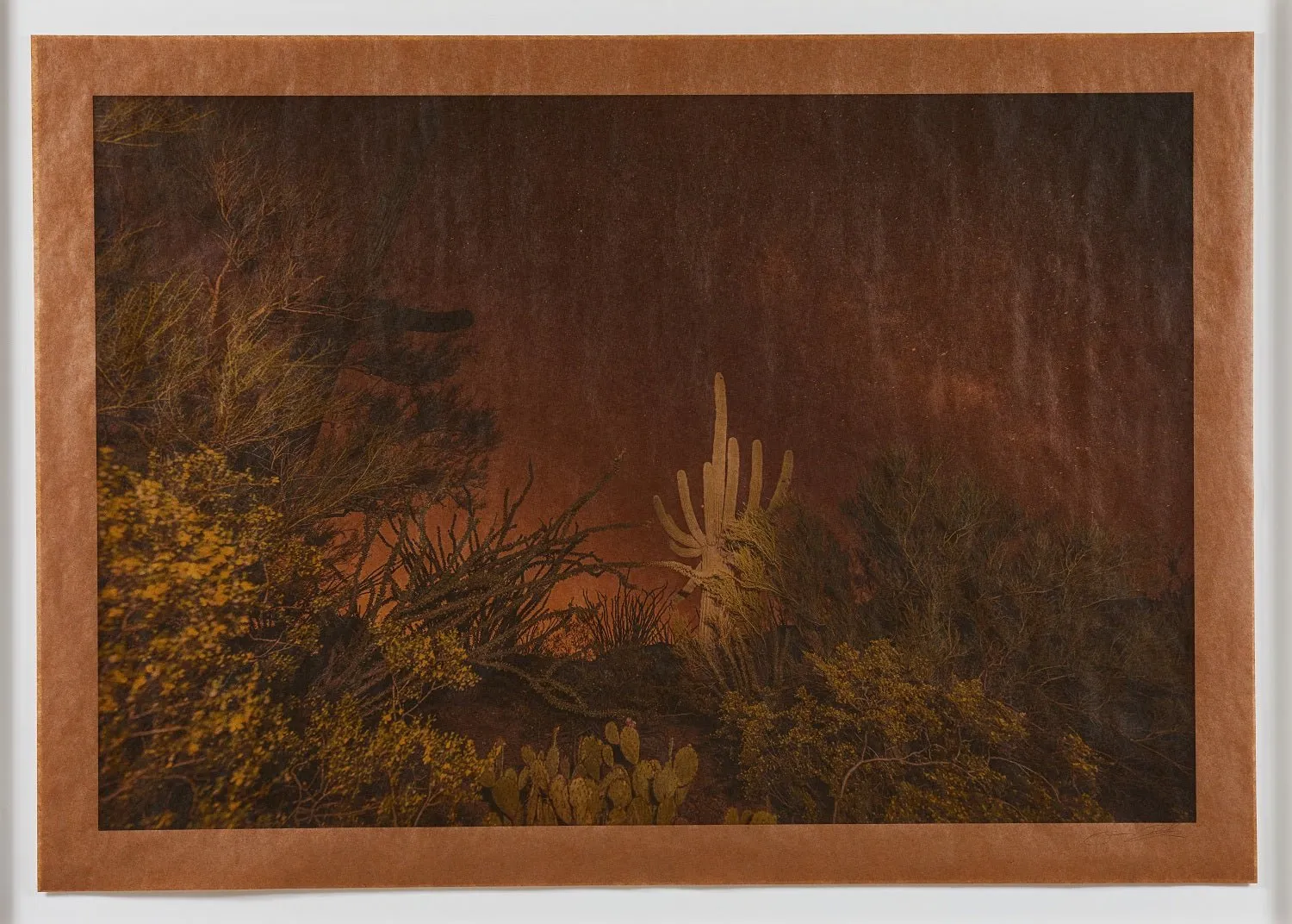 Joslyn Lawrence, Calliope Hummingbird Song, Saguaro National Park Arizona