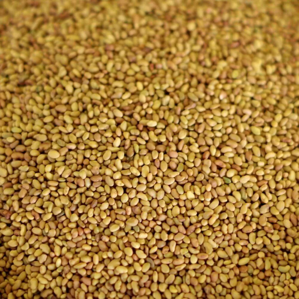 Rainy Day Foods Alfalfa Seeds 88 oz #10 Can - 832 Servings