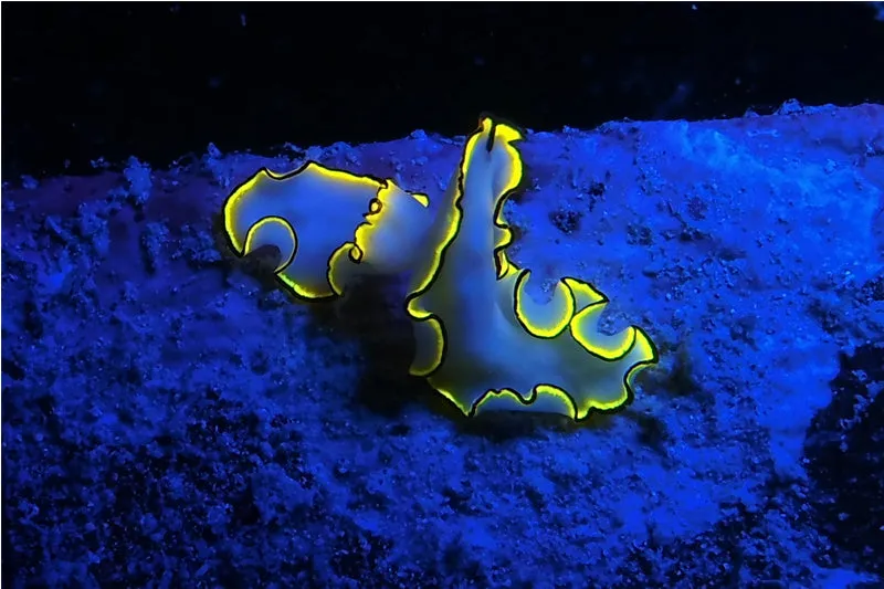 Sea Dragon Fluoro-Dual Beam Light Kit