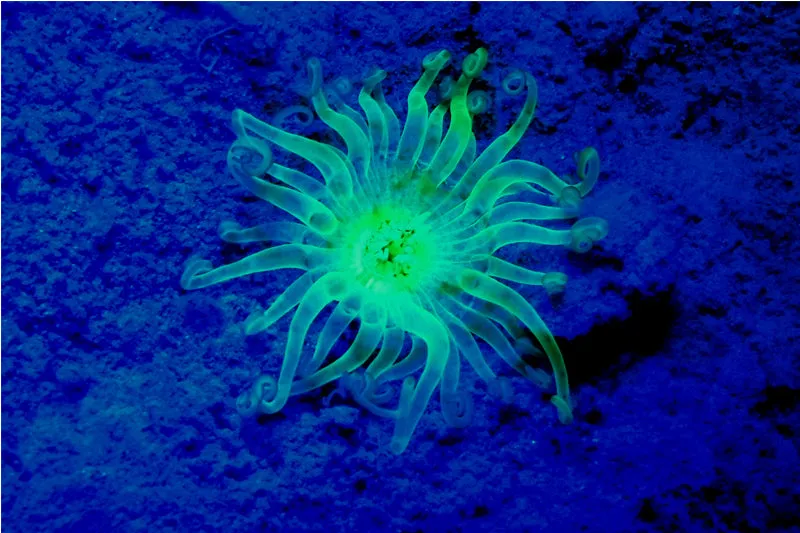 Sea Dragon Fluoro-Dual Beam Light Kit